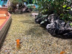 -森味薪火烧•烧鸟居酒屋•日本料理(望京店)