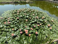 -同銮特种养殖场·龙虾垂钓