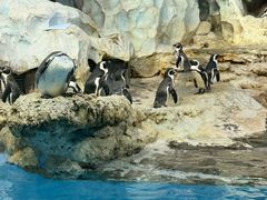 -帝企鹅自助餐厅•儿童岛•真企鹅(长隆企鹅酒店)