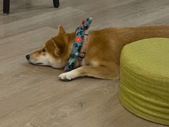 -柴迷FANS CLUB·柴犬狗咖·猫咖