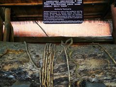 -海南槟榔谷黎苗文化旅游区