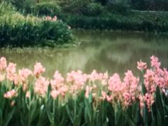 -桤木河湿地公园