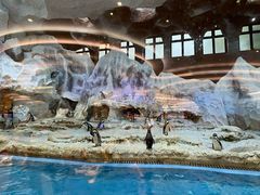 -帝企鹅自助餐厅•儿童岛•真企鹅(长隆企鹅酒店)