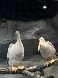 -Zoolung Zoolung动物主题公园(海信广场店)