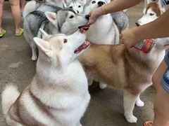 -TrueLove @ Neverland (Husky Cafe)
