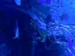 -江和美海洋公园