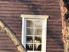 -三鹰之森吉卜力美术馆