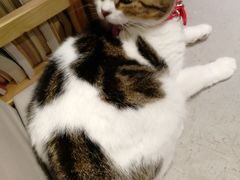 -小时光咖啡馆(开森度假森林店)