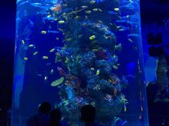 -芜湖新华联大白鲸海洋公园