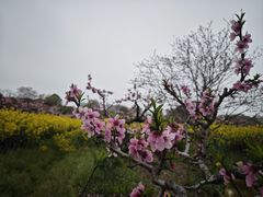 -南汇桃花村