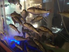 -桥岚·巷子鲜河豚鱼(专门店)