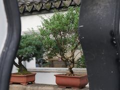 -上海醉白池公园