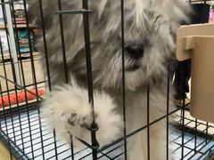 -艾贝尔宠物医院·狂犬免疫点(江山金象城店)