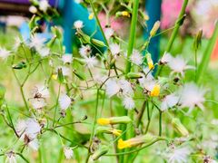 -南汇桃花村