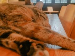 -猫的天空之城概念书店(杭州南宋御街店)