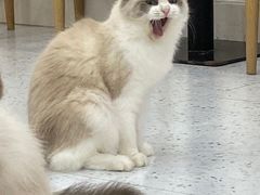 -喵园·猫主题咖啡厅·撸猫·猫咖(国贸店)
