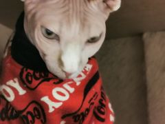 -藏猫猫咖啡主题馆(中央大道店)