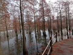 -池杉湖湿地公园