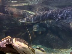 -太平洋海底世界