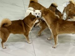 -柴源莊·柴小宠柴犬咖啡