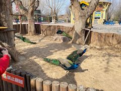 -石家庄市动物园