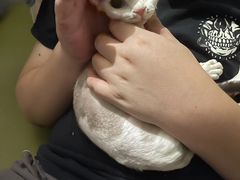 -山宅一喵德文卷毛猫舍