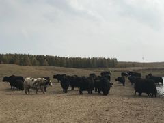 -塞罕坝国家级自然保护区