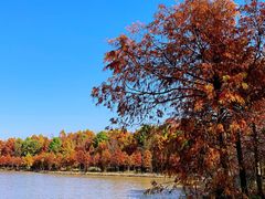 -上海海湾国家森林公园