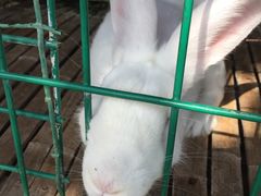 -明珠湖天鹅苑·农家菜馆