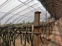 -呀路古热带植物园