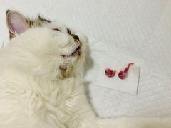 -灵美宠物诊所