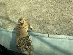 -北京野生动物园