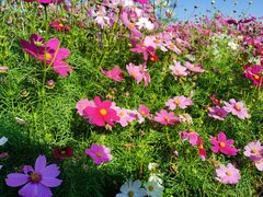 -径山花海