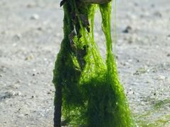 -红树林天天赶海