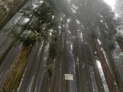 -武陵山森林公园