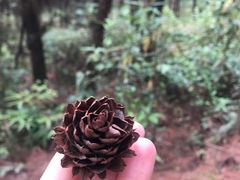 -铁山坪森林公园