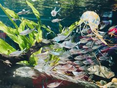 -花鸟鱼虫鲜花绿植市场(玉泉路店)