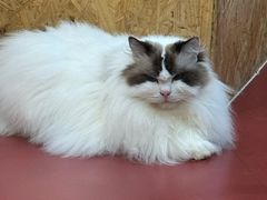 -和它·交个朋友·狗咖猫咖(爱琴海店)