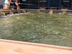 -桃源乐钓虾馆(松岗概念店)