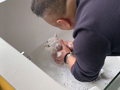 -糯米喵星人总部直营旗舰店·猫舍·幼猫出售