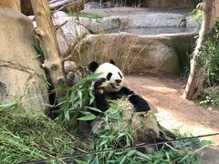 -圣地亚哥动物园