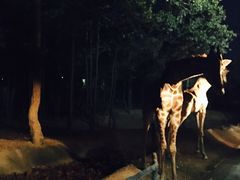 -清迈夜间动物园