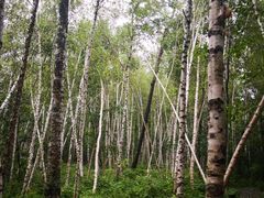 -五营红松林海景区