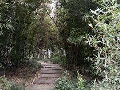 -神仙树公园