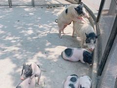 -石家庄市动物园