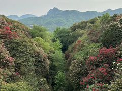 -贵州百里杜鹃风景名胜区