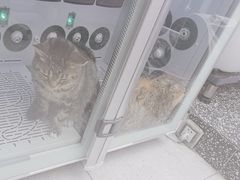 -FAELING PETS美天灵宠物(富力广场店)