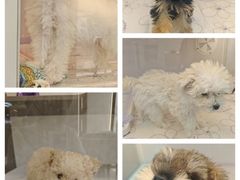 -翊宠yipet猫狗购宠庄园犬舍•猫舍