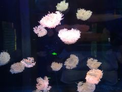 -芜湖新华联大白鲸海洋公园