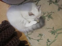 -万小咖.猫咖(中山路天虹店)
